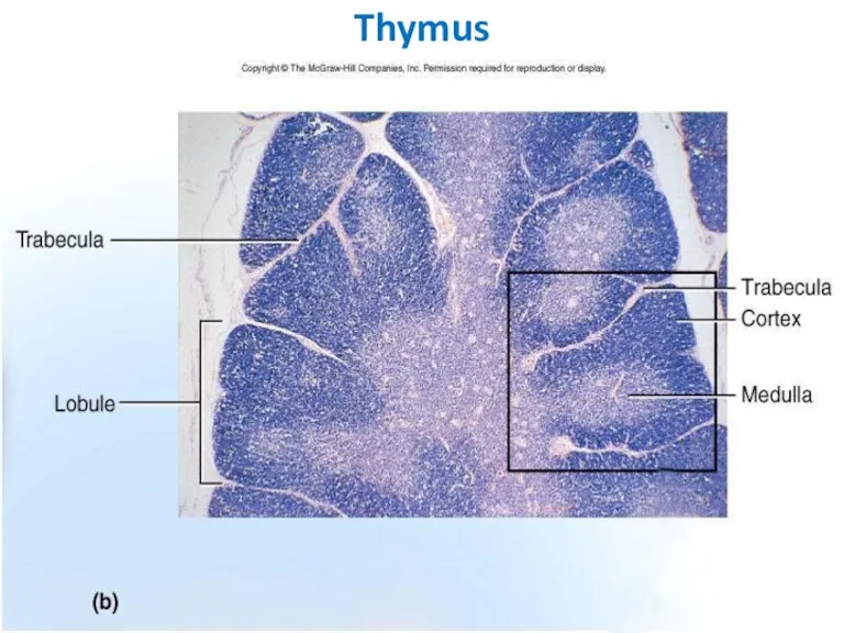 Thymus