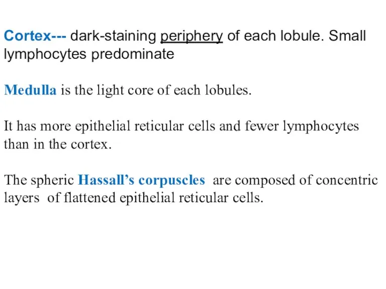 Cortex--- dark-staining periphery of each lobule. Small lymphocytes predominate Medulla