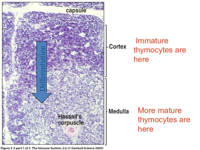 Figure 5-3 part 1 of 2 Differentiation Immature thymocytes are here More mature thymocytes are here