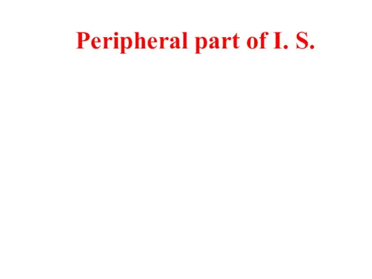 Peripheral part of I. S.