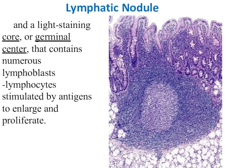 Lymphatic Nodule and a light-staining core, or germinal center, that