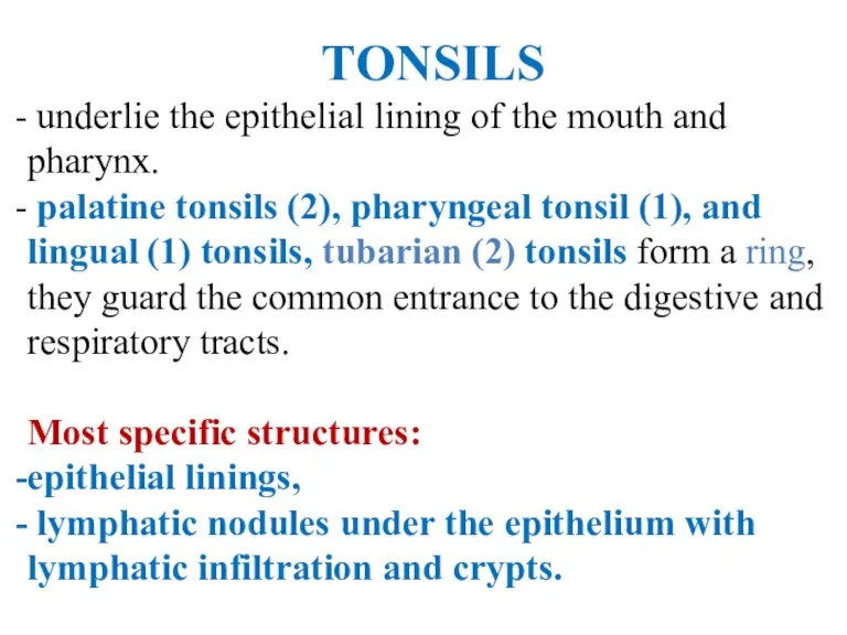 TONSILS underlie the epithelial lining of the mouth and pharynx.