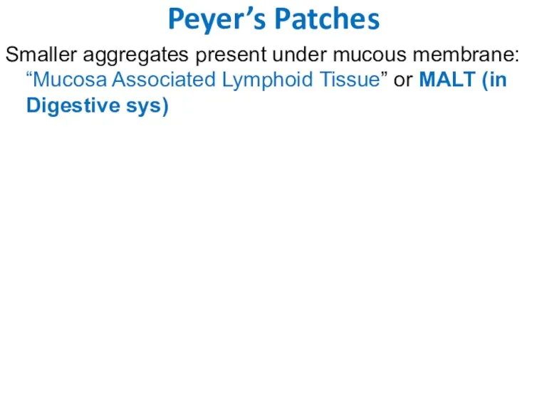 Peyer’s Patches Smaller aggregates present under mucous membrane: “Mucosa Associated