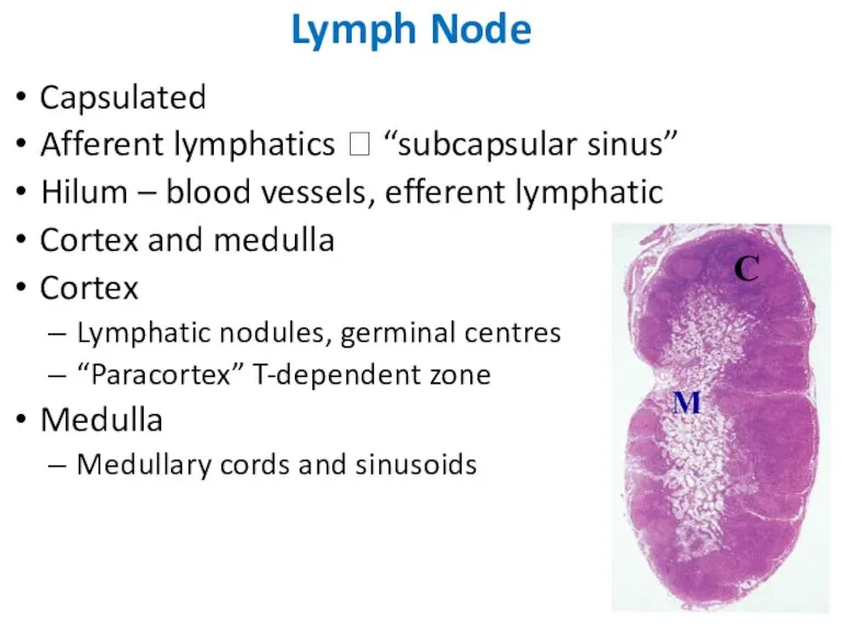 Capsulated Afferent lymphatics ? “subcapsular sinus” Hilum – blood vessels,