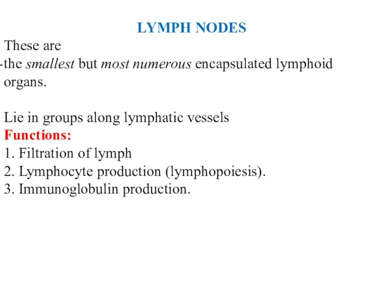 LYMPH NODES These are the smallest but most numerous encapsulated