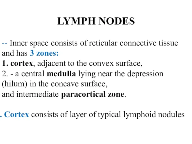 LYMPH NODES -- Inner space consists of reticular connective tissue