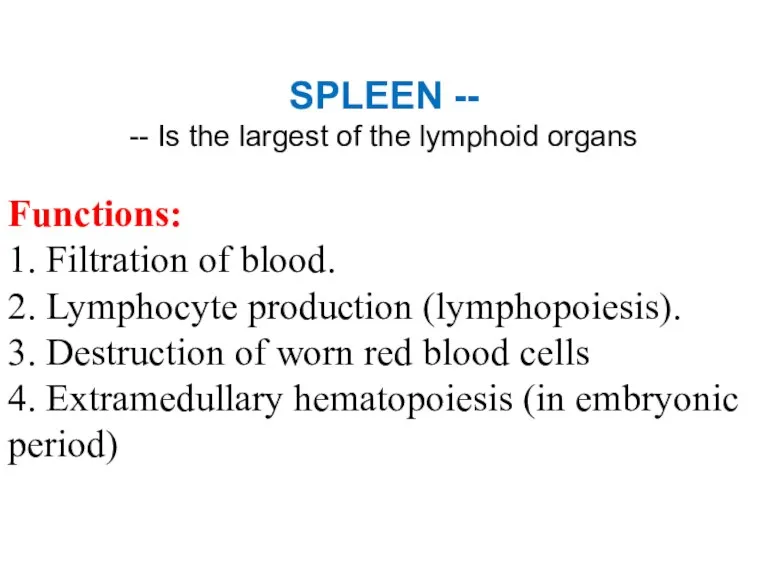 SPLEEN -- -- Is the largest of the lymphoid organs