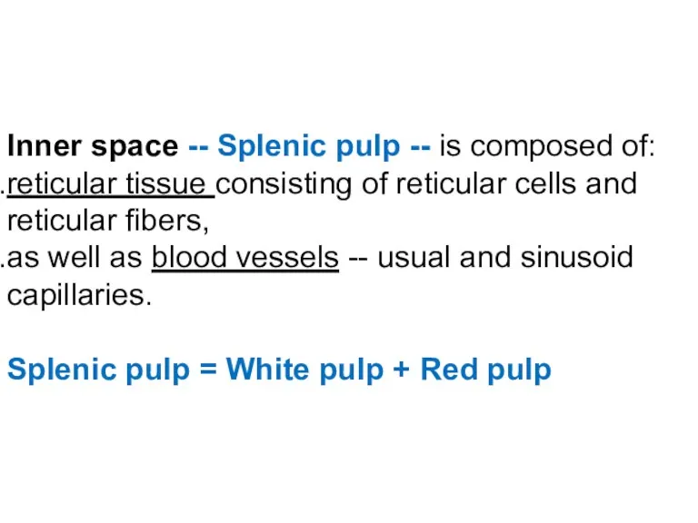 Inner space -- Splenic pulp -- is composed of: reticular