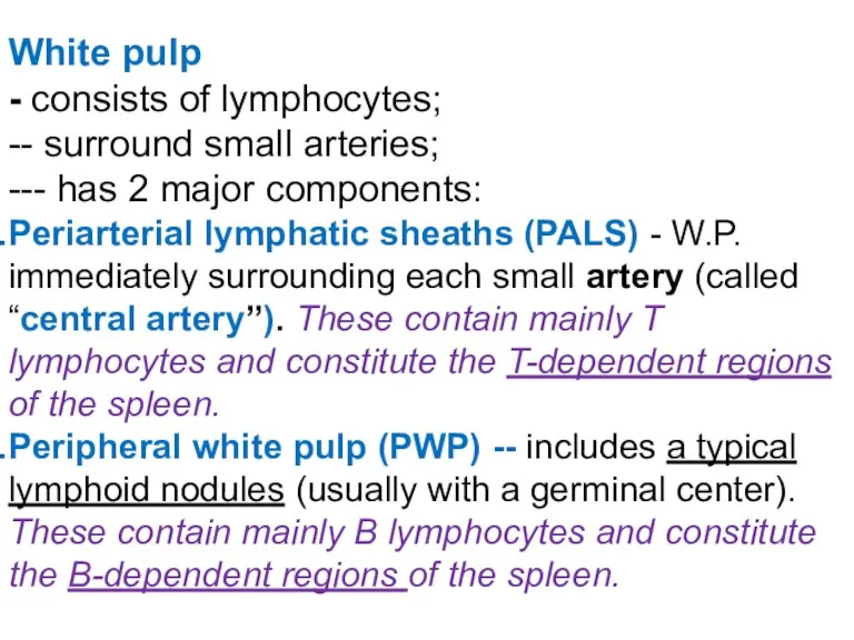 White pulp - consists of lymphocytes; -- surround small arteries;