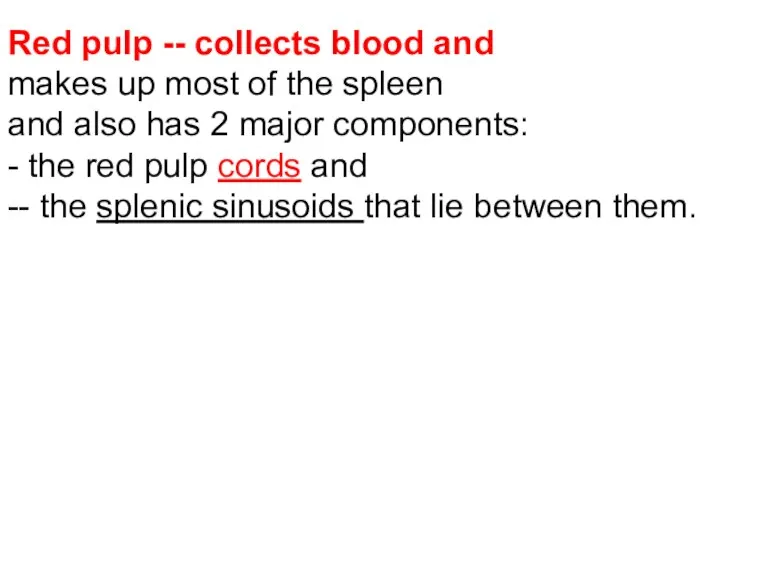 Red pulp -- collects blood and makes up most of