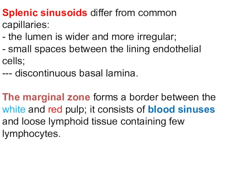 Splenic sinusoids differ from common capillaries: - the lumen is