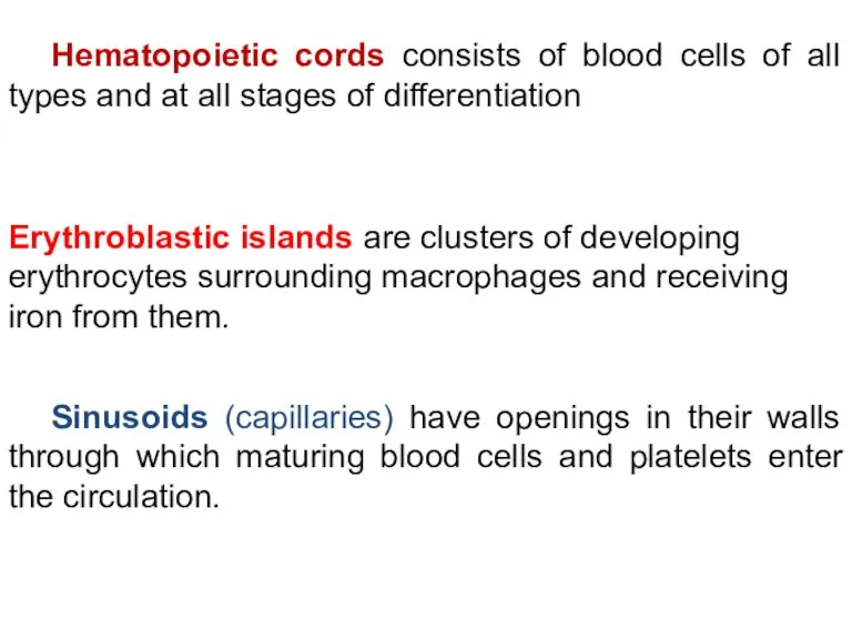Erythroblastic islands are clusters of developing erythrocytes surrounding macrophages and
