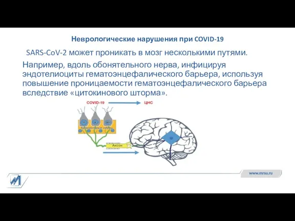 Неврологические нарушения при COVID-19 SARS-CoV-2 может проникать в мозг несколькими путями. Например, вдоль