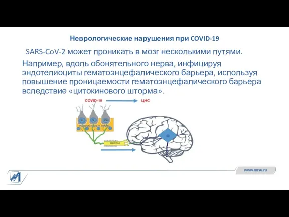 Неврологические нарушения при COVID-19 SARS-CoV-2 может проникать в мозг несколькими