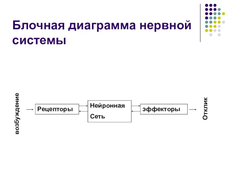 Блочная диаграмма нервной системы возбуждение Рецепторы Нейронная Сеть эффекторы Отклик