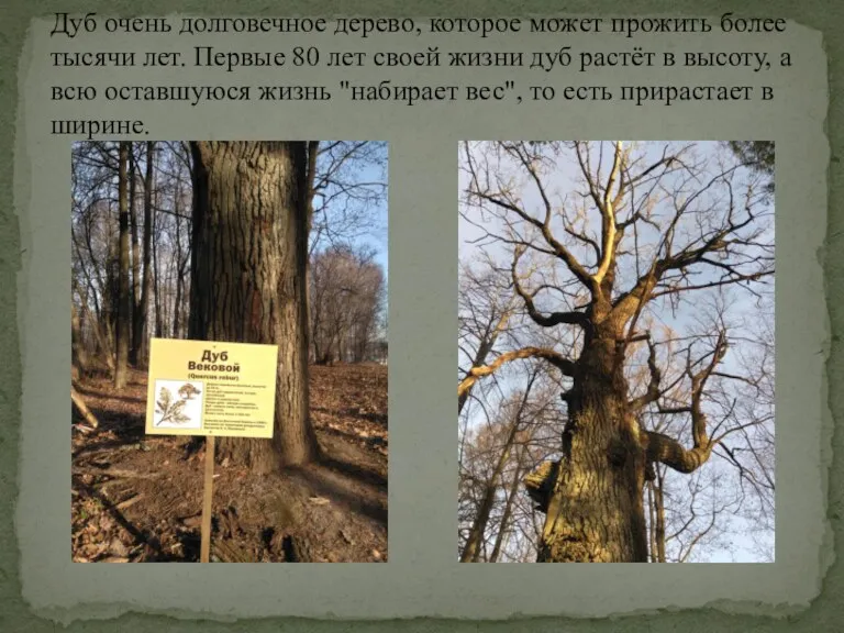 Дуб очень долговечное дерево, которое может прожить более тысячи лет.
