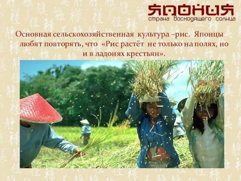 Основная сельскохозяйственная культура –рис. Японцы любят повторять, что «Рис растёт