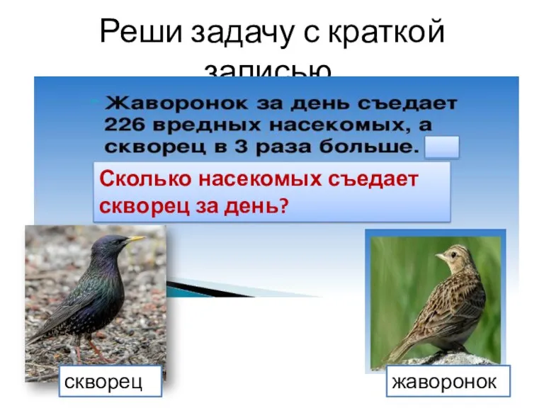 Реши задачу с краткой записью. Сколько насекомых съедает скворец за день? скворец жаворонок