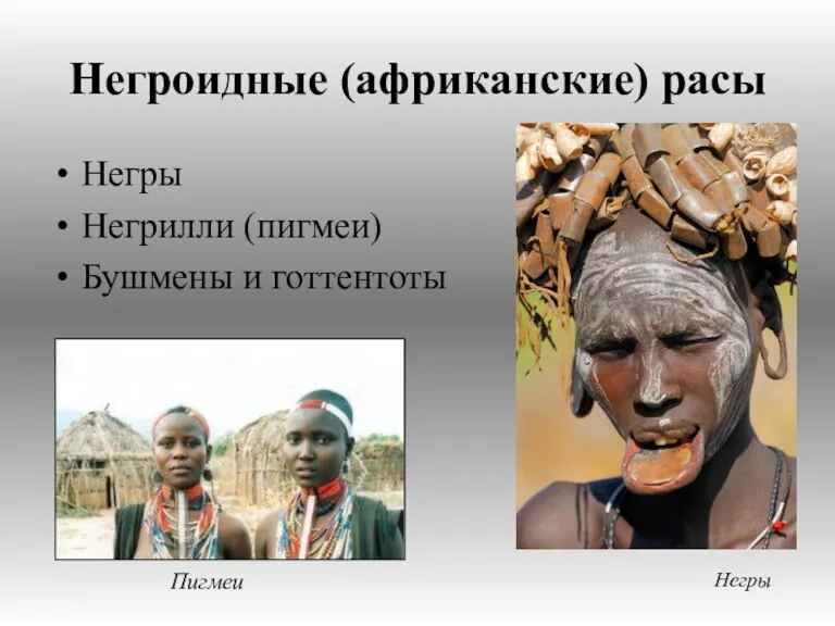 Негроидные (африканские) расы Негры Негрилли (пигмеи) Бушмены и готтентоты Негры Пигмеи
