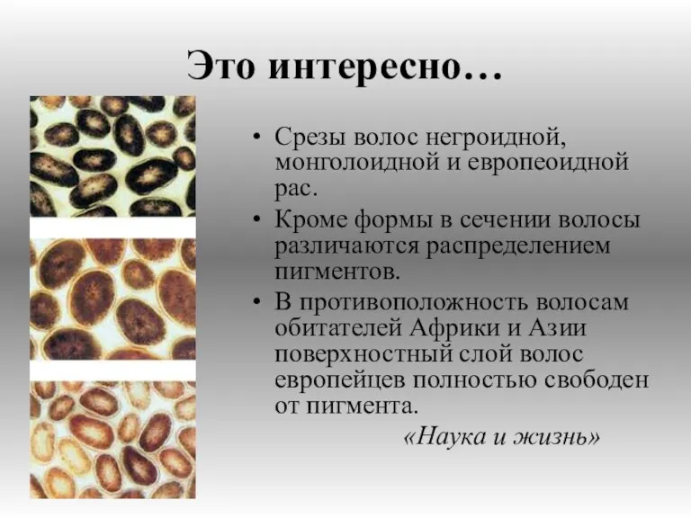 Это интересно… Срезы волос негроидной, монголоидной и европеоидной рас. Кроме формы в сечении