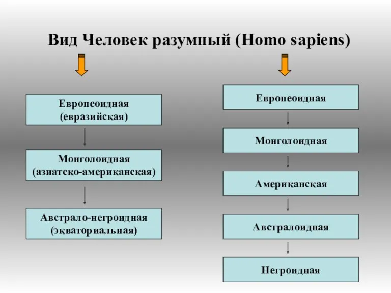 Вид Человек разумный (Homo sapiens) Европеоидная (евразийская) Европеоидная Монголоидная (азиатско-американская) Австрало-негроидная (экваториальная) Монголоидная Американская Австралоидная Негроидная