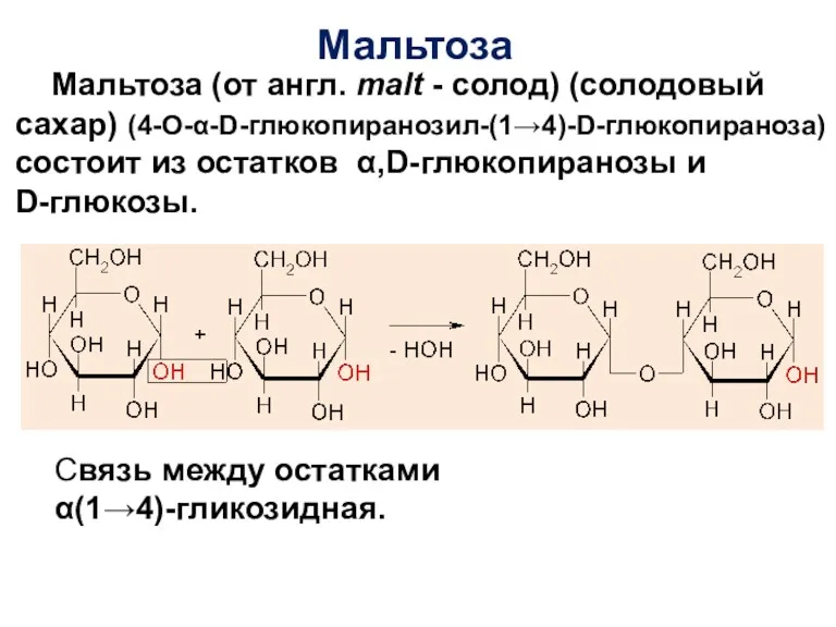 Мальтоза Мальтоза (от англ. malt - солод) (солодовый сахар) (4-О-α-D-глюкопиранозил-(1→4)-D-глюкопираноза)