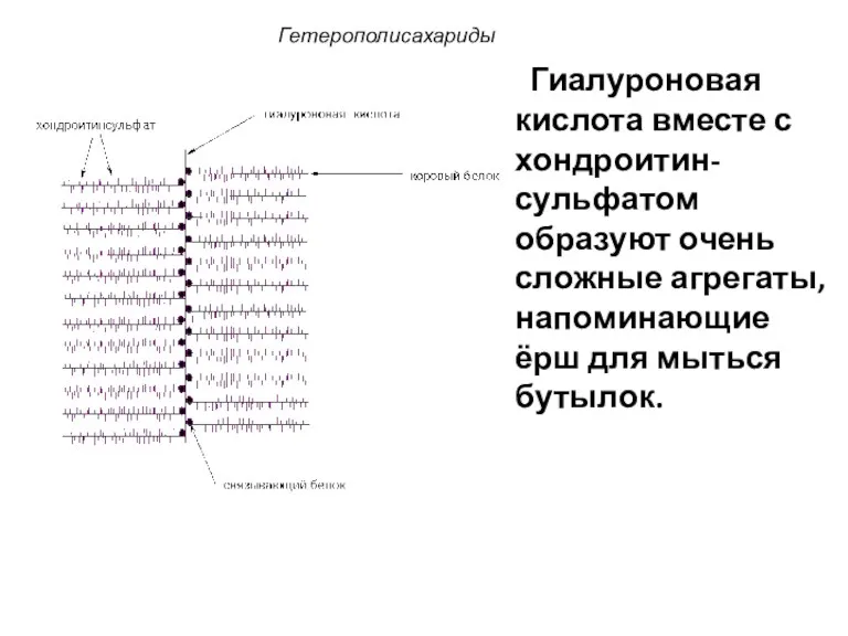 Гиалуроновая кислота вместе с хондроитин-сульфатом образуют очень сложные агрегаты, напоминающие ёрш для мыться бутылок. Гетерополисахариды