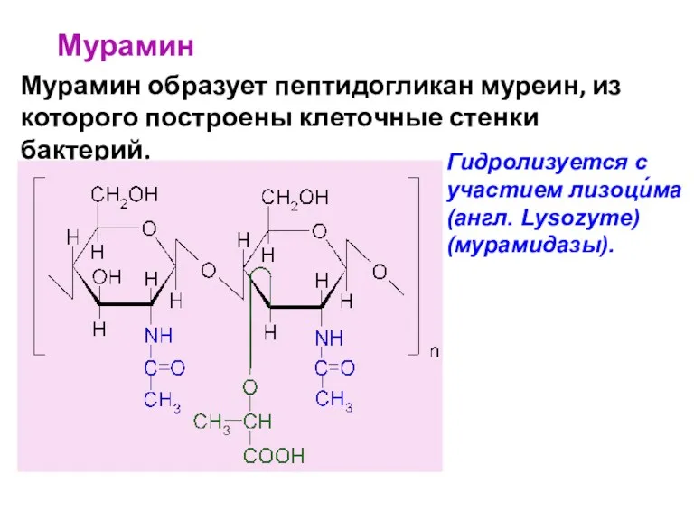 Мурамин Мурамин образует пептидогликан муреин, из которого построены клеточные стенки