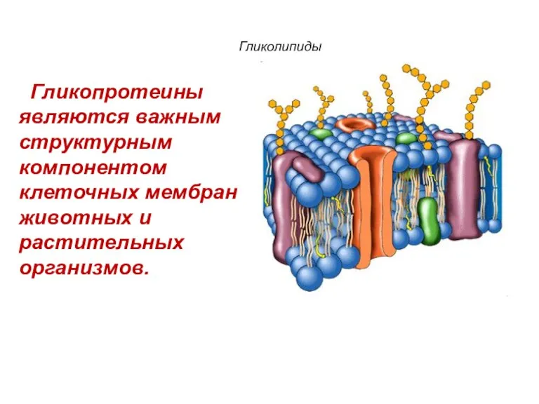 Гликопротеины являются важным структурным компонентом клеточных мембран животных и растительных организмов. Гликолипиды