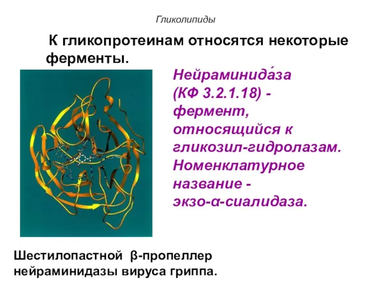 Шестилопастной β-пропеллер нейраминидазы вируса гриппа. Нейраминида́за (КФ 3.2.1.18) - фермент,