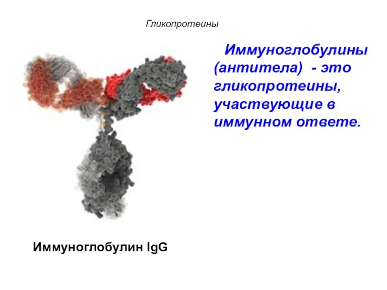 Иммуноглобулины (антитела) - это гликопротеины, участвующие в иммунном ответе. Иммуноглобулин IgG Гликопротеины
