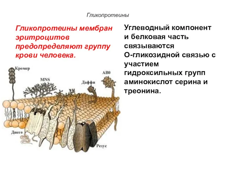 Гликопротеины мембран эритроцитов предопределяют группу крови человека. Углеводный компонент и