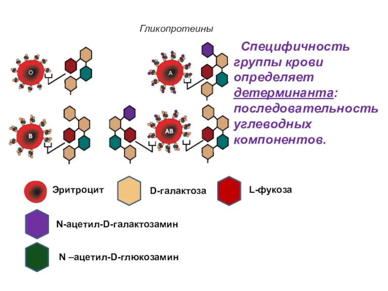 Специфичность группы крови определяет детерминанта: последовательность углеводных компонентов. N-ацетил-D-галактозамин N –ацетил-D-глюкозамин L-фукоза D-галактоза Эритроцит Гликопротеины