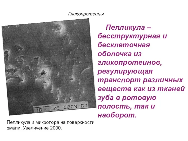 Пелликула – бесструктурная и бесклеточная оболочка из гликопротеинов, регулирующая транспорт