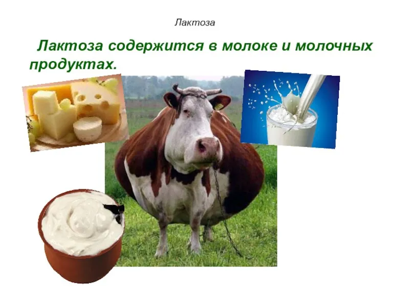 Лактоза Лактоза содержится в молоке и молочных продуктах.