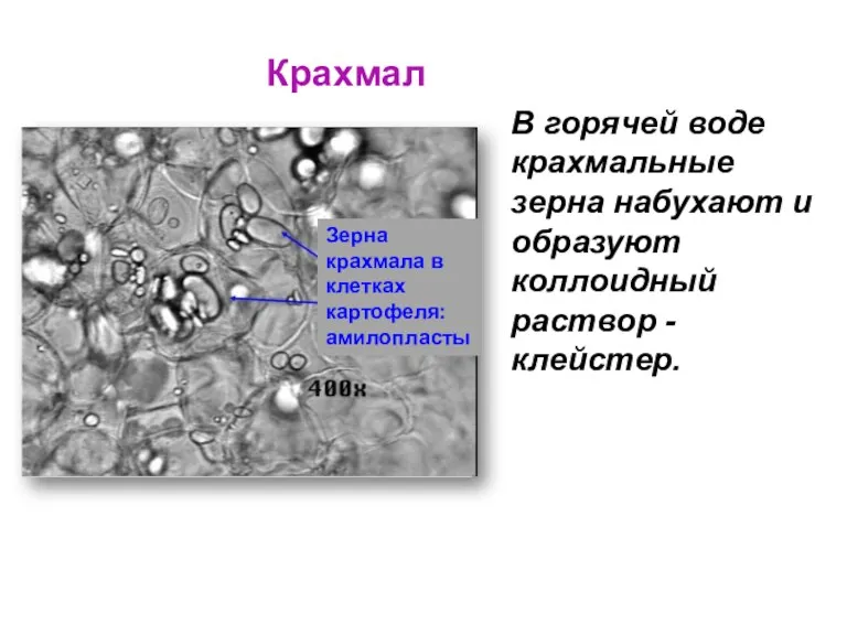 Крахмал Зерна крахмала в клетках картофеля: амилопласты В горячей воде