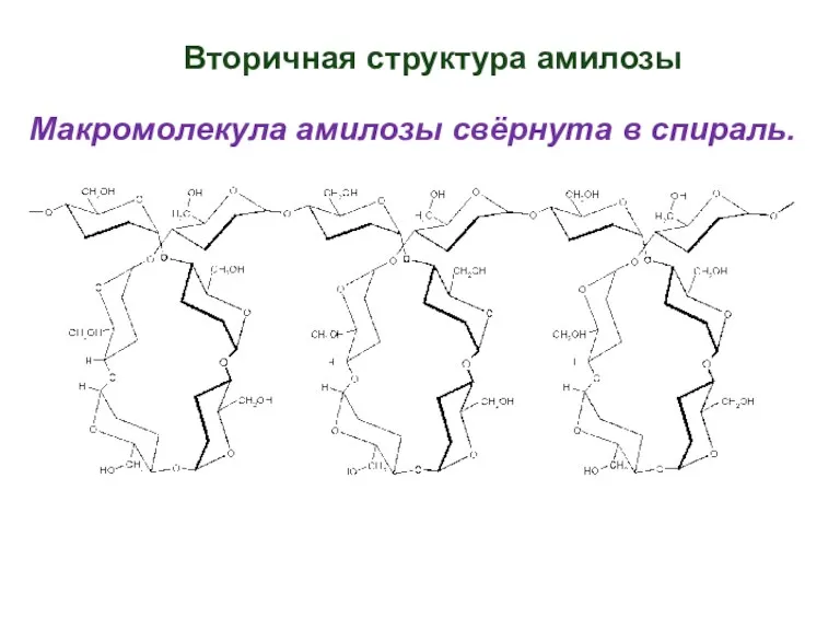 Вторичная структура амилозы Макромолекула амилозы свёрнута в спираль.