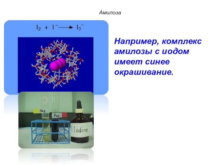 Амилоза Например, комплекс амилозы с иодом имеет синее окрашивание.