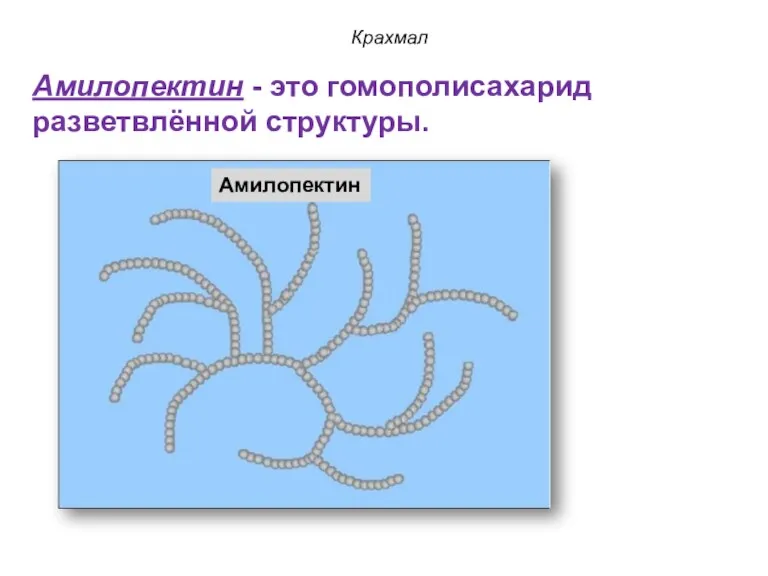 Крахмал Амилопектин Амилопектин - это гомополисахарид разветвлённой структуры.