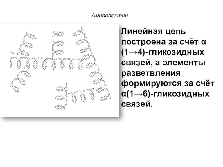 Линейная цепь построена за счёт α(1→4)-гликозидных связей, а элементы разветвления формируются за счёт α(1→6)-гликозидных связей. Амилопектин