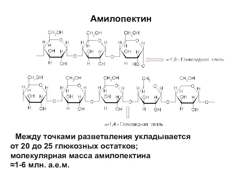 Амилопектин Между точками разветвления укладывается от 20 до 25 глюкозных