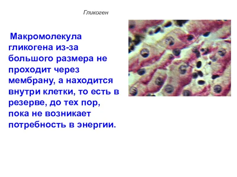 Макромолекула гликогена из-за большого размера не проходит через мембрану, а