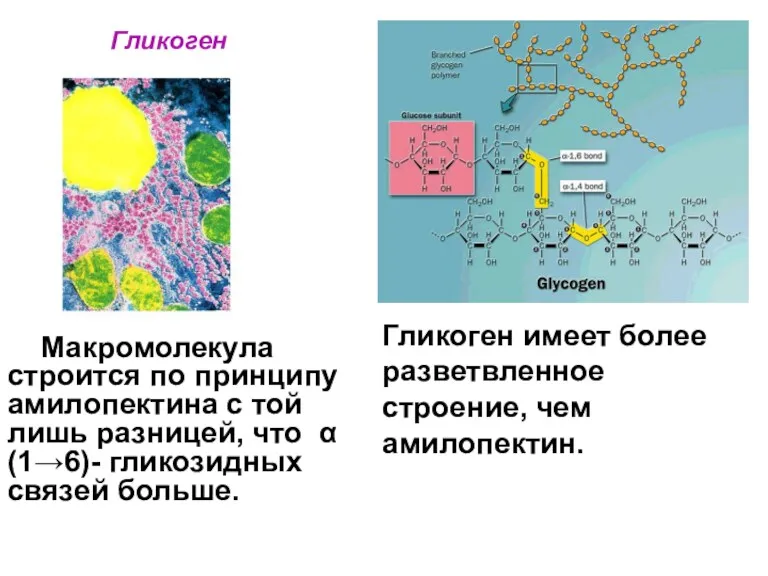 Гликоген Макромолекула строится по принципу амилопектина с той лишь разницей,