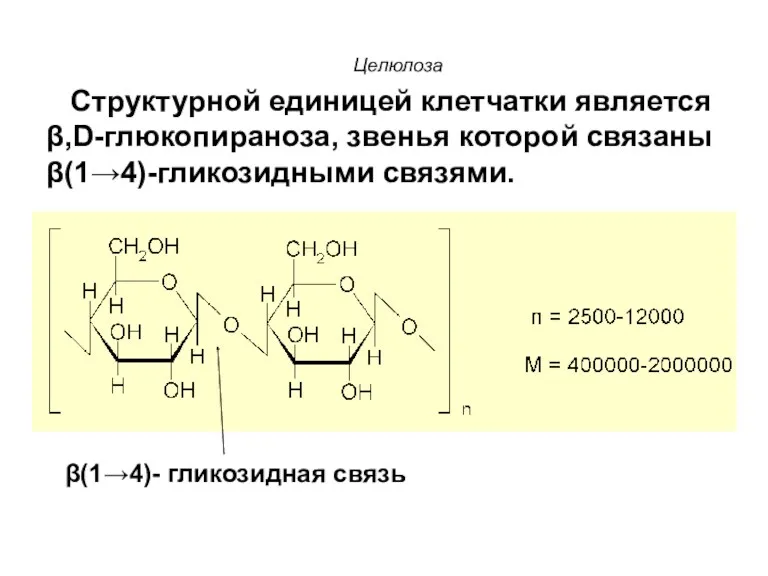 β(1→4)- гликозидная связь Целюлоза Структурной единицей клетчатки является β,D-глюкопираноза, звенья которой связаны β(1→4)-гликозидными связями.