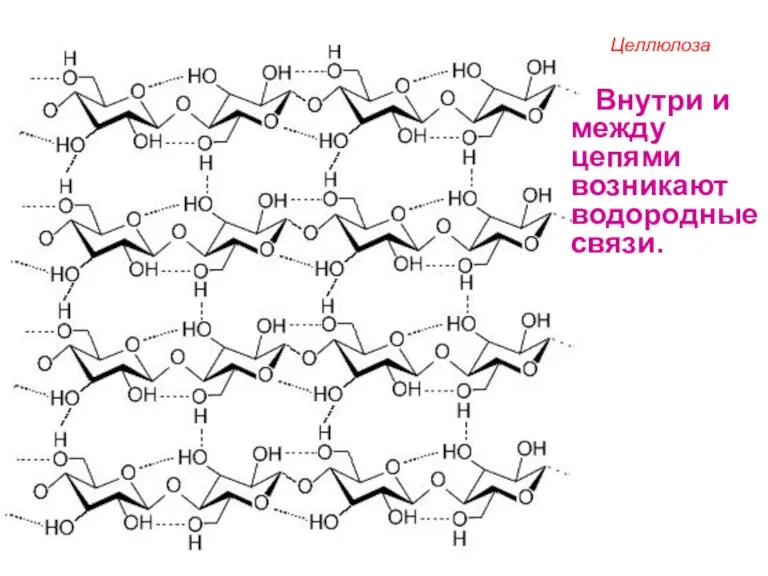 Целлюлоза Внутри и между цепями возникают водородные связи.