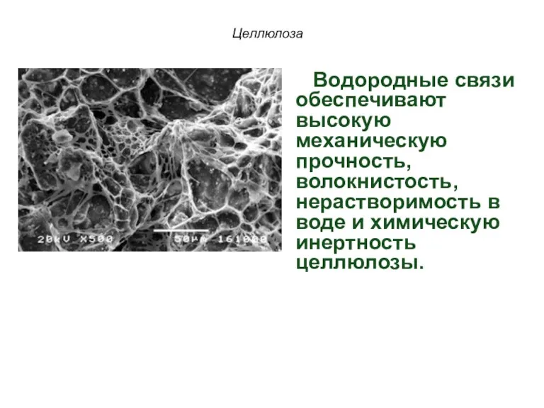 Целлюлоза Водородные связи обеспечивают высокую механическую прочность, волокнистость, нерастворимость в воде и химическую инертность целлюлозы.