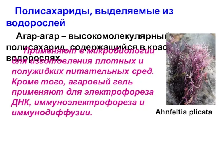 Полисахариды, выделяемые из водорослей Агар-агар – высокомолекулярный полисахарид, содержащийся в