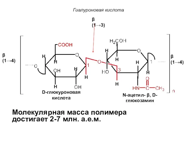 β(1→3) β(1→4) N-ацетил- β, D-глюкозамин D-глюкуроновая кислота β(1→4) Гиалуроновая кислота