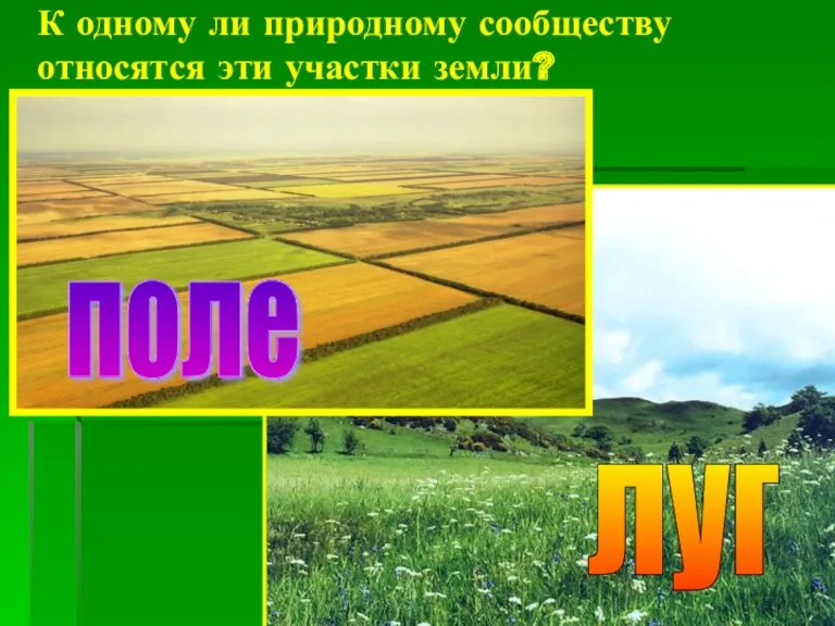 К одному ли природному сообществу относятся эти участки земли? поле луг