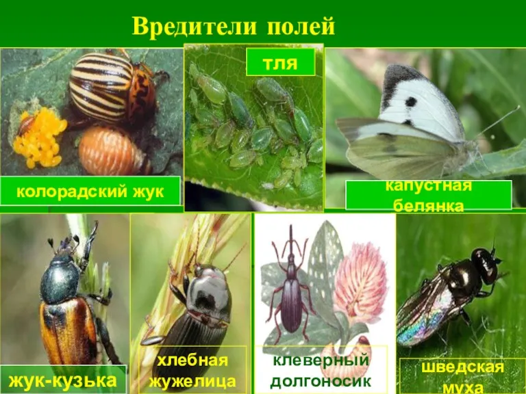 Вредители полей колорадский жук капустная белянка жук-кузька тля хлебная жужелица клеверный долгоносик шведская муха